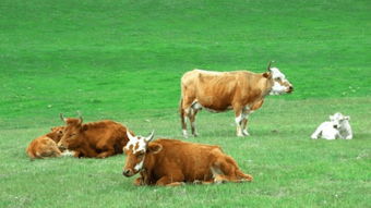 属龙的最佳婚配属相牛(生肖龙和生肖牛配对)