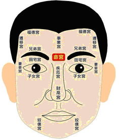 命宫紫微人的面相(紫薇命盘)