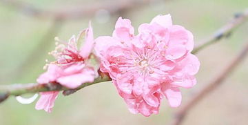 算命八字看桃花运吗女人(怎么看八字中的桃花运 )