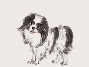 二十四生肖狗女配对(属狗女的和什么属相最配)