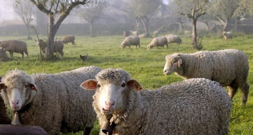 什么生肖和羊不能配对(属羊婚配大忌不能和什么属相结婚)