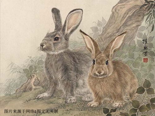 兔子跟马生肖最配对(属兔人和属马的合吗 )