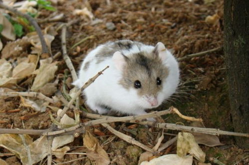 十二生肖与鼠的配对(十二生肖鼠配对)