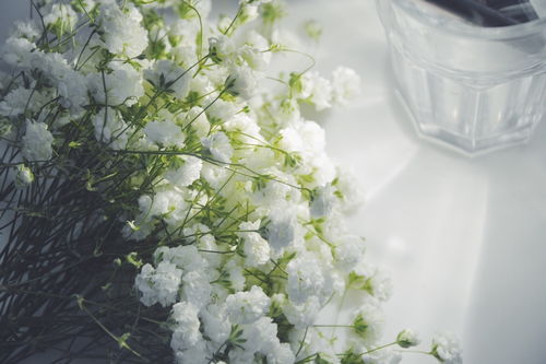 和满天星配对的星座(12星座守护花以及花语)