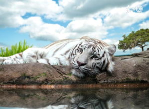 哪个属相的虎最好配对生肖(虎和什么生肖最配)