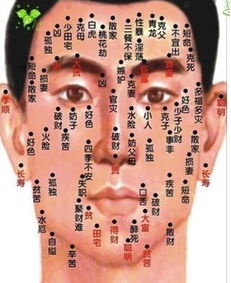 天秤面相星座配对详解图(天秤座与什么星座最配 )