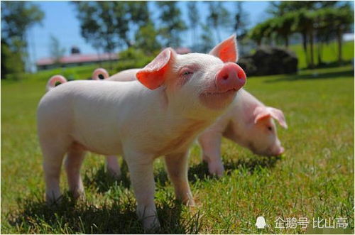 女猪大男猪小生肖配对(女猪和男猪属相配不配,属猪跟属猪的婚姻配不配)
