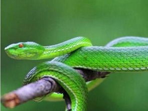 属蛇女生的生肖配对表(女人属蛇的最佳婚配)