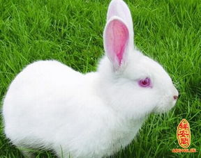 星座兔子的配对(b男处女座属兔和a女处女座属兔相配吗)