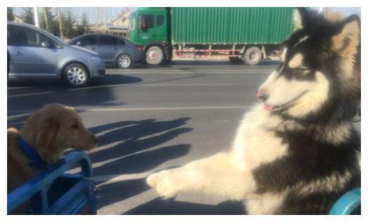 星座狗情感配对(属狗的巨蟹座和什么生肖星座最配 )