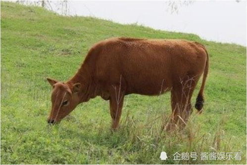 水牛和马是什么生肖配对(生肖牛和生肖马婚配合适吗,属马女和属牛男相配吗)