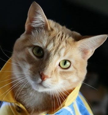 猫性格和星座配对(十二星座配哪个小宠物猫)