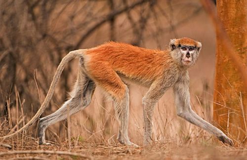 猴子跟哪个生肖配对(属猴配什么属相最好)