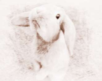 生肖兔和兔配对(属兔的和属兔的婚姻怎么样)