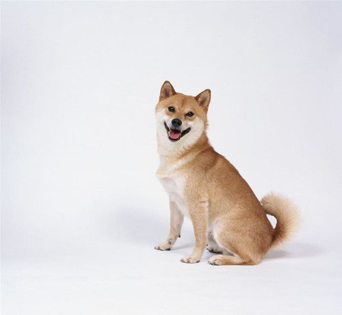 生肖头像女狗和狗配对(属狗人用什么头像最吉利 )