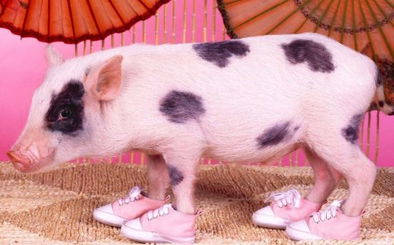 生肖羊跟猪配对好吗男孩(羊和猪相配婚姻如何)