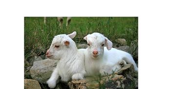 生肖羊黄金配对好不好(属羊可以戴黄金吗 )