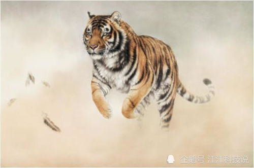 生肖虎属相配对查询(虎的配对属相婚配表)