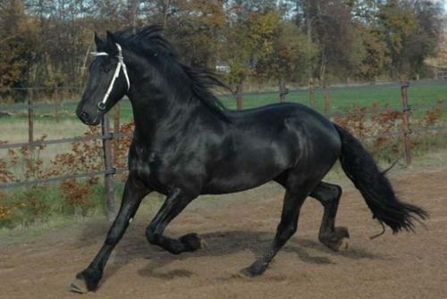 生肖马和狗婚姻配对(狗和马相配婚姻如何2020适合要宝宝吗)