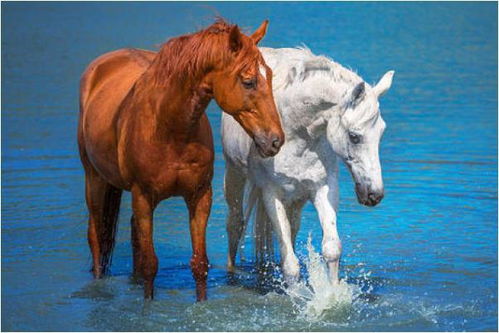 生肖马的婚姻配对中(属马人的最佳配偶是什么属相 )
