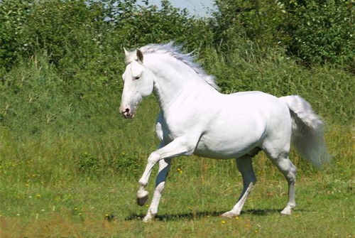 生肖马配对教程图解大全(马跟马的属相合不合)