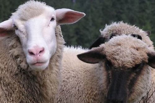 羊牛鼠狗是哪个生肖配对(十二生肖配对表查询)