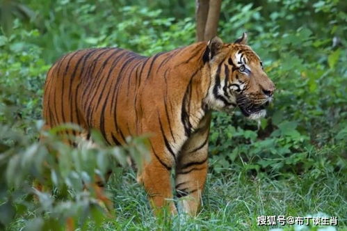 虎和虎生肖配对(属相虎与虎相配吗 )