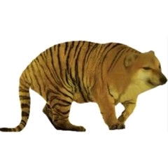 虎跟狗生肖图片配对(男虎女狗相配吗 )