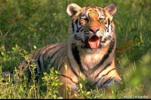 属虎女人八字命理分析婚姻(属虎人的婚姻与命运)