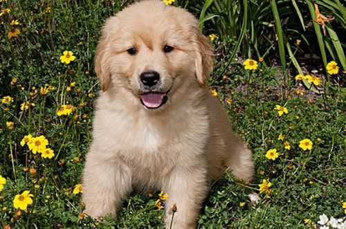 狗和鸡婚姻的命理如何看(鸡跟狗结婚命运如何 )