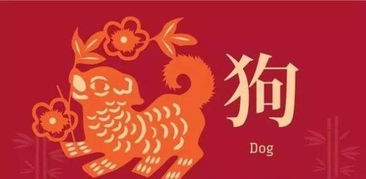 猪年五行命理详解及运势(1971年生肖猪五行属什么1971年属猪的是什么命)