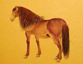 马2023年命理(巨匠详解 属马2023年全年运势运程及每月运程 )