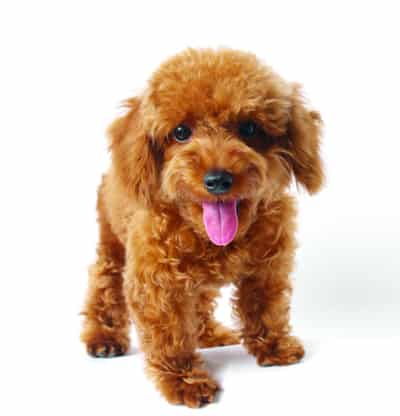 猪狗的属相婚配表(属狗的和属猪的相配吗)