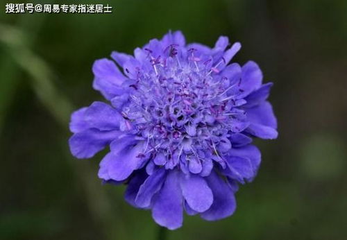 94年属狗的贵人生肖属相(94生肖狗的贵人属相,有知到94年属相狗的配什么属相最好 )