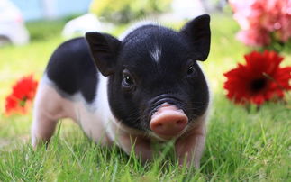 属相配对女鼠男猪合不合(属鼠女和属猪男在一起好不好生肖配对指数多少)