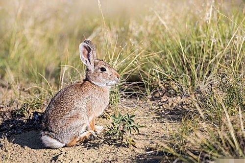 生肖兔不能与什么属相合作(属兔的不宜和哪个属相的合作,属兔的和什么属相合婚)