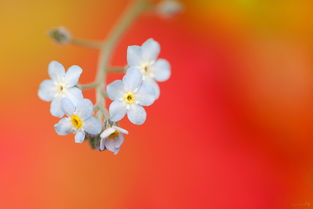属相配对男牛女虎(属相牛男和虎女婚配好吗,属牛男和属虎女结婚能白头到老吗)