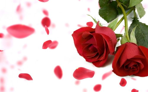 最有强迫症的属相女生生肖(属猪女的跟什么属相最配)