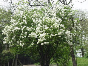 数理19五行属什么(19的易经五行理数好吗)