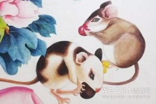 96年鼠男的最佳婚配属相(1996年属鼠男孩的婚姻配,96年属鼠最佳婚配)