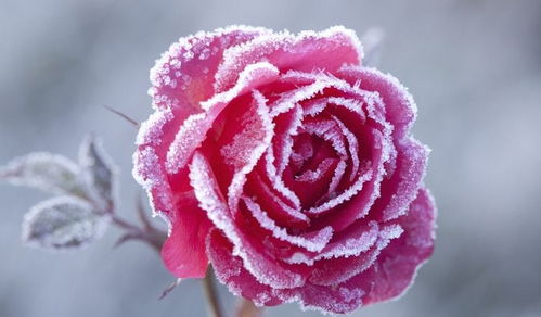 属相配对可信吗男生图片(证实属相婚配不科学,属相配对有科学依据吗  )