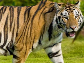 98年属虎最佳婚配属相什么命(98年属虎最佳婚配属相)