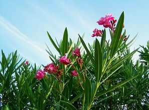 92岁什么生肖属相(92岁属什么生肖,92年属什么生肖配对)