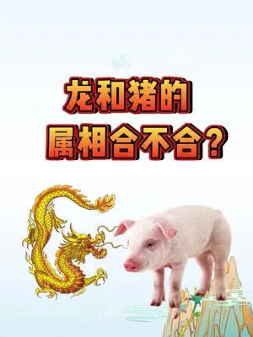 属相配对龙配猪可以吗婚姻(属猪和属龙相配如何 合不合)
