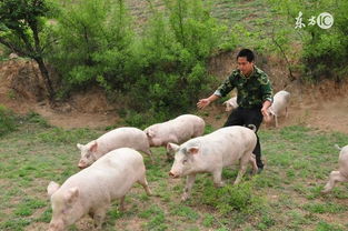 属猪取名数理(08年属猪的起名朱赫坤好吗 )