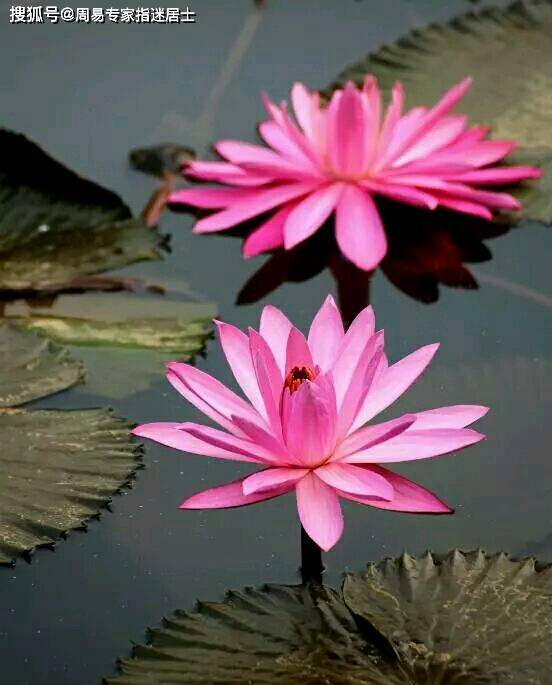 羊和哪个属相配对最好运(属羊的和什么属相比较配呢 )