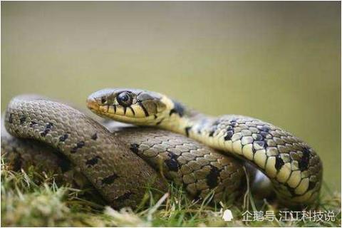 戴笠什么生肖属相(兔是几几年出生的多少岁,属兔和什么属相最配)