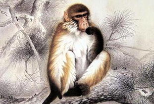 天马独龙属相配对图解(配对属相)