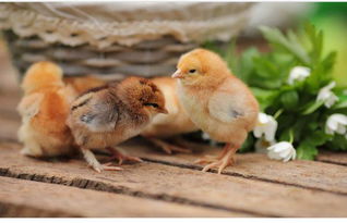 鼠鸡最佳婚配属相男孩(男属鸡的属相婚配表,属鸡男和什么属相最配)