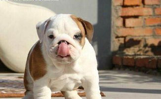 八字双龙双狗算命准吗女(八字算命到底准不准 )